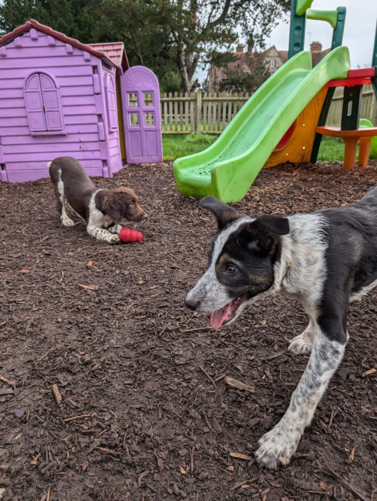 Goose and Maisy Puppy play