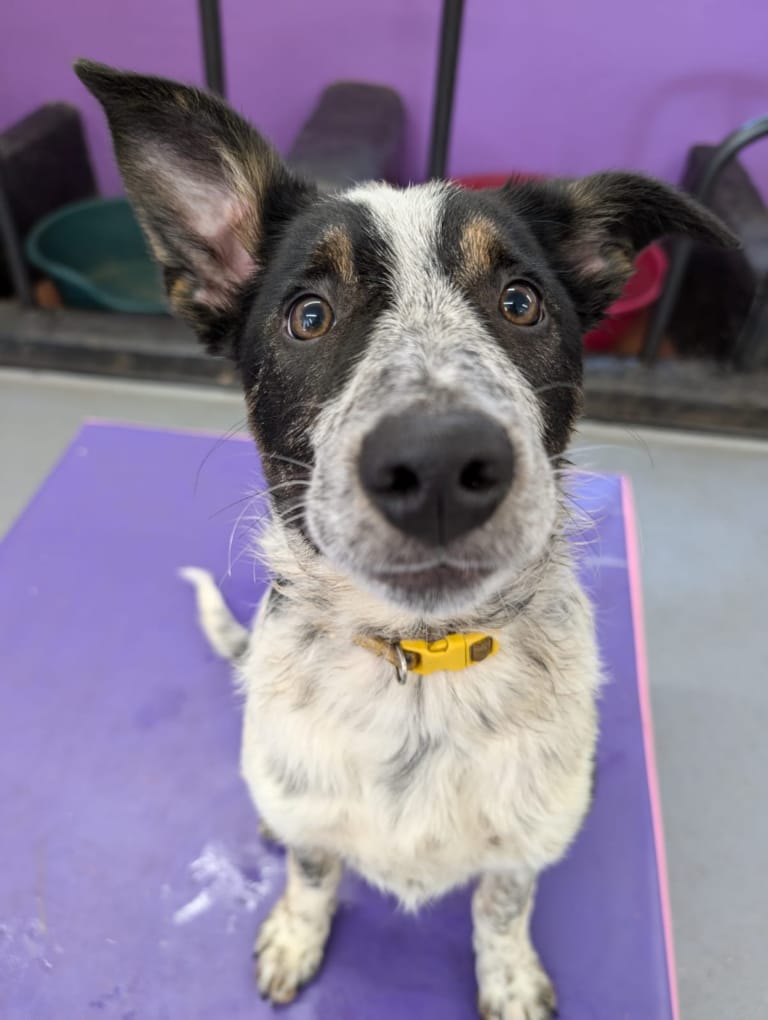 Maizie Puppy Play 25.10.24
