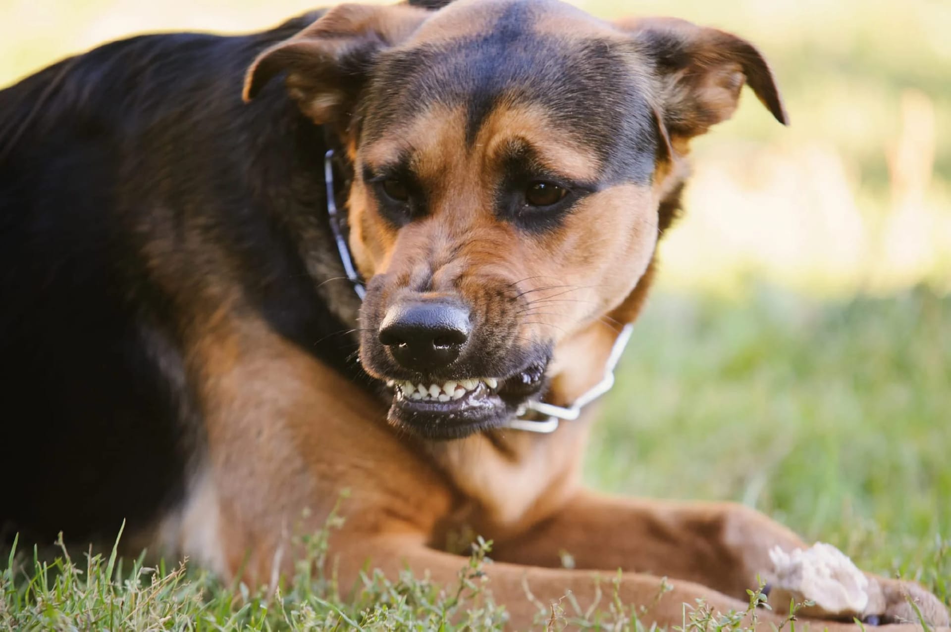 dog aggression