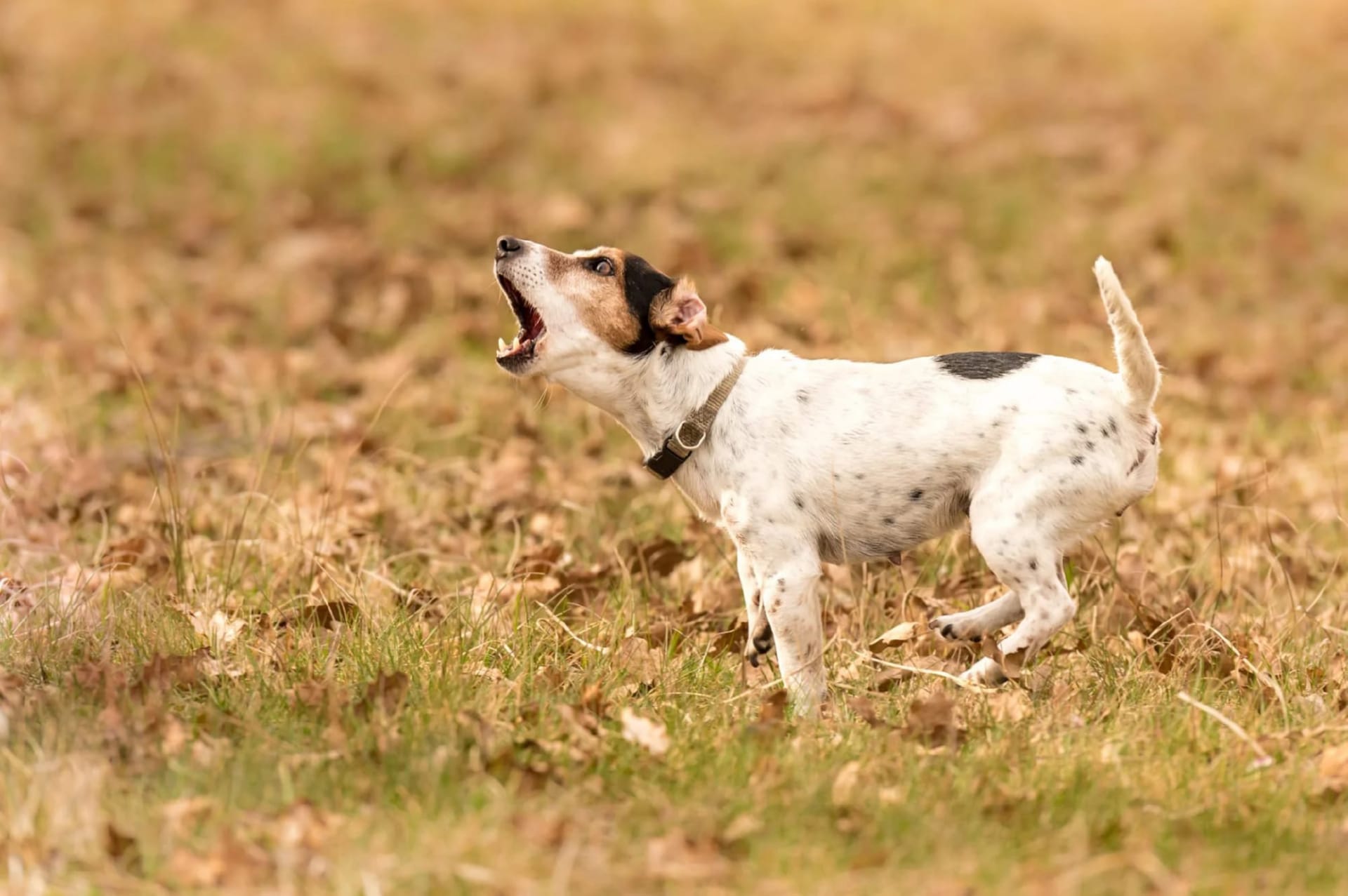 excessive barking