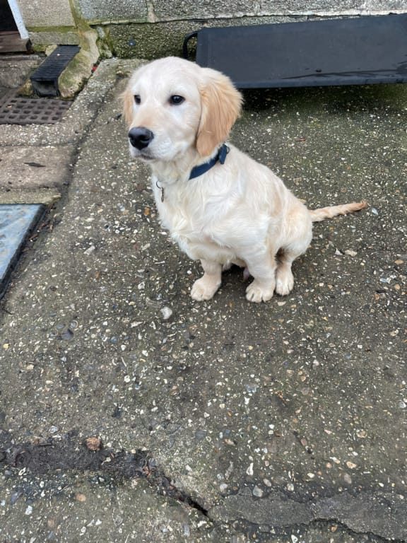 puppy play socialising meeting