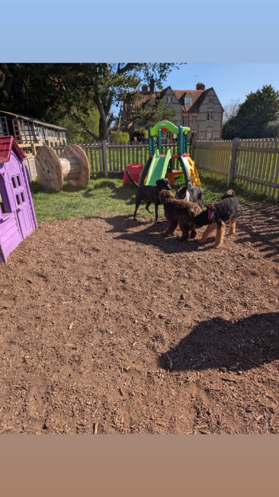 puppy play socials