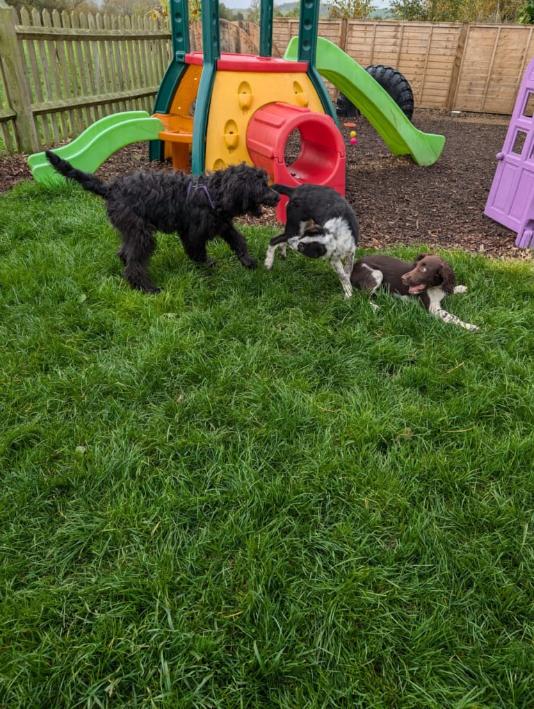 puppy socialising