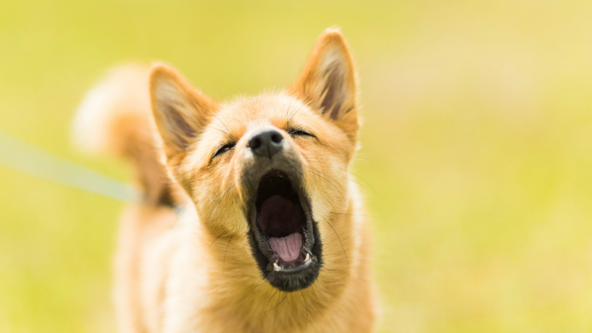 understanding dog body language 1